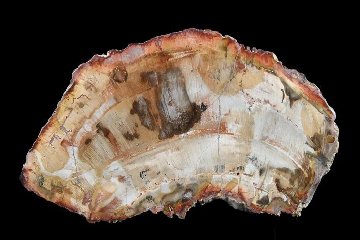 Petrified Wood (Araucaria) Round - Madagascar #157748